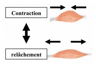 Contraction Relâchement